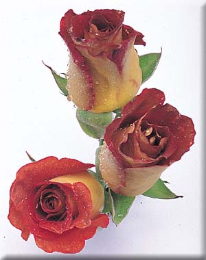 LES TROIS ROSES